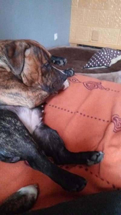 Französische Bulldoggen-Beitrag-Bild