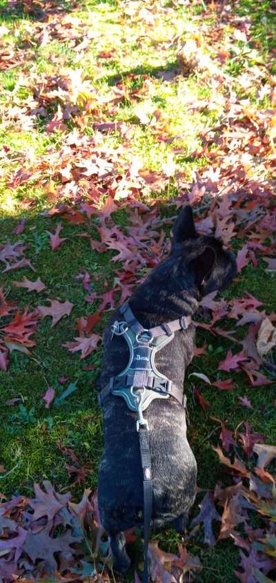 Französische Bulldoggen-Beitrag-Bild