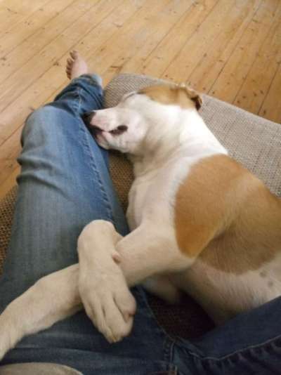 21. Collage Challenge 
Du und dein Hund-Beitrag-Bild