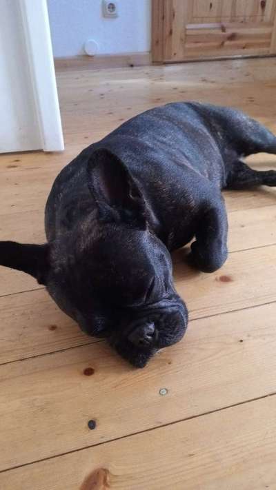 Französische Bulldoggen-Beitrag-Bild