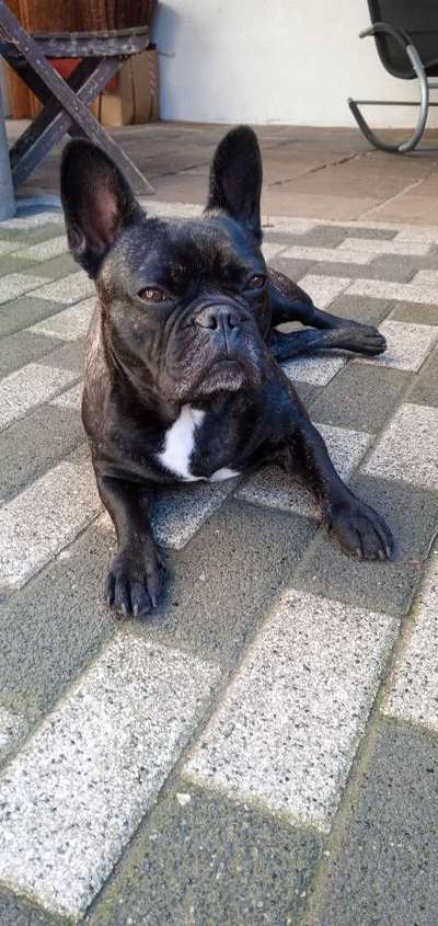 Französische Bulldoggen-Beitrag-Bild