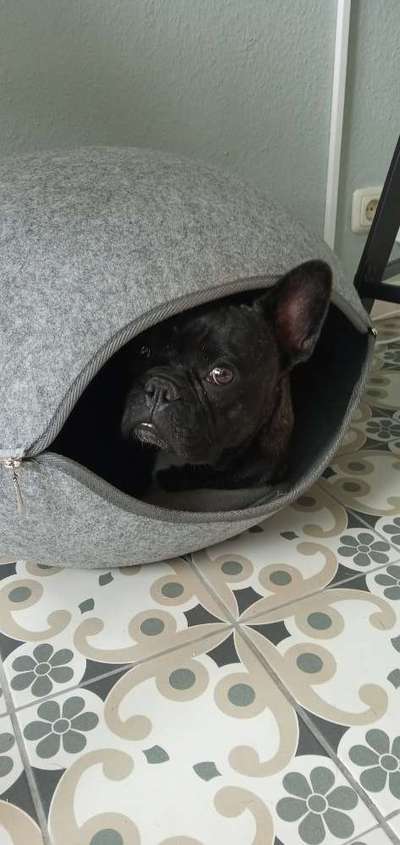 Geschlossene Hundebox immer Tierschutzwiedrig?-Beitrag-Bild