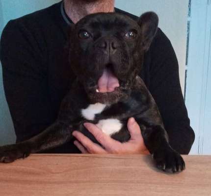 Französische Bulldoggen-Beitrag-Bild