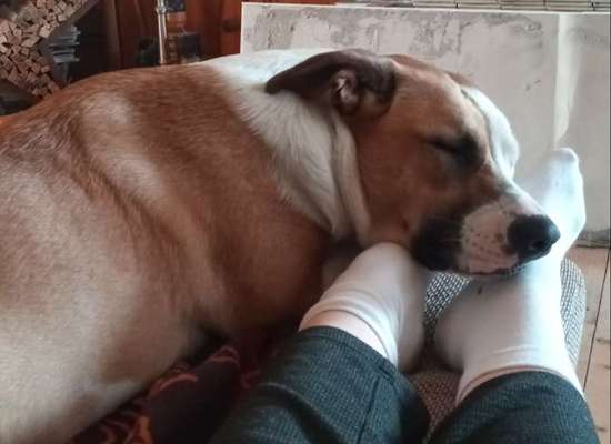 Unsere Fellnasen im Regenbogenland-Beitrag-Bild