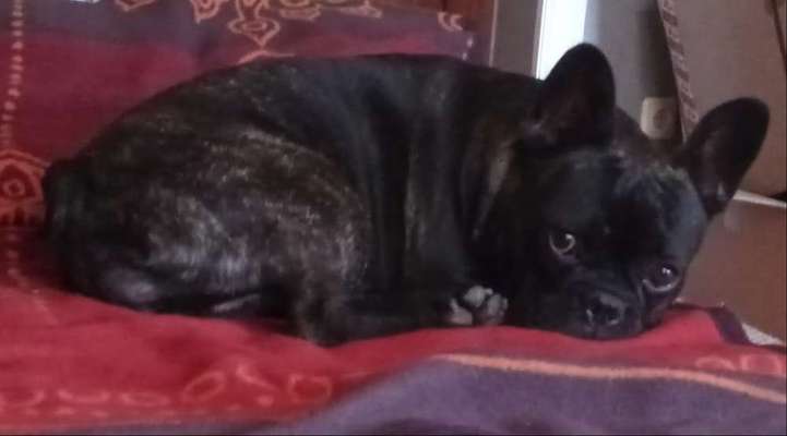 Französische Bulldoggen-Beitrag-Bild