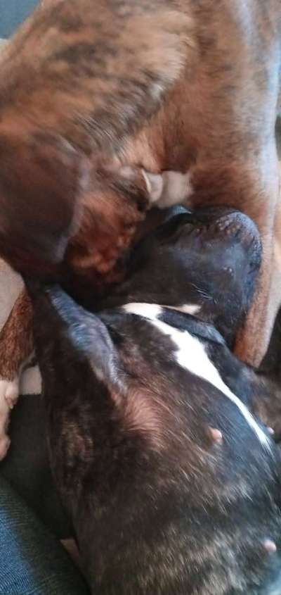 Französische Bulldoggen-Beitrag-Bild