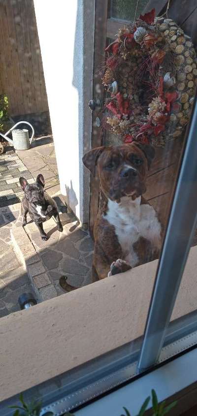 Hund ausgesperrt-Beitrag-Bild