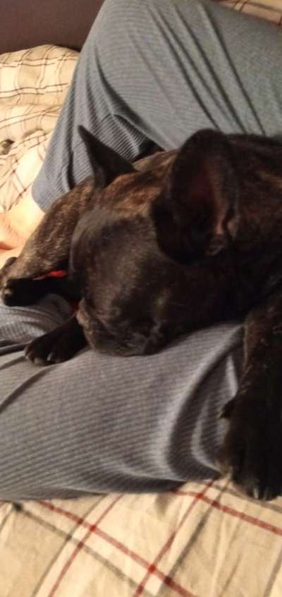 Französische Bulldoggen-Beitrag-Bild