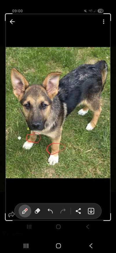 Welpenfutter für Schäferhund-Mix-Beitrag-Bild