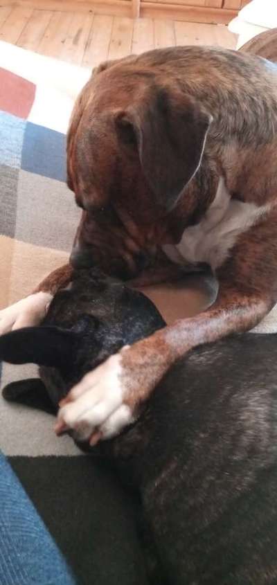 Französische Bulldoggen-Beitrag-Bild