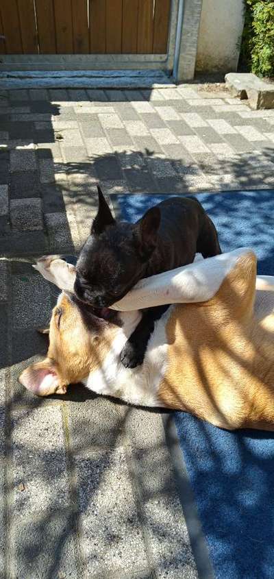 155. FotoChallange * David und Goliath *-Beitrag-Bild