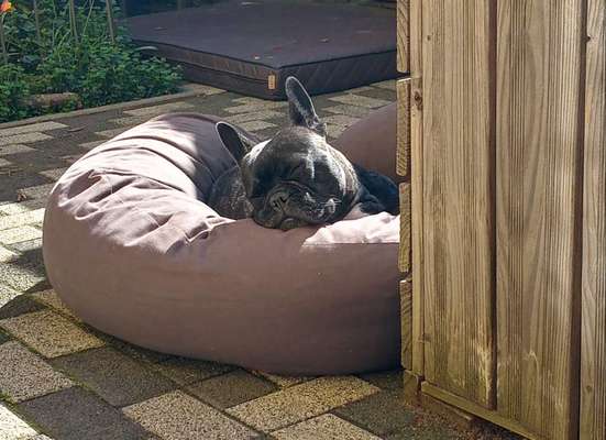 Französische Bulldoggen-Beitrag-Bild