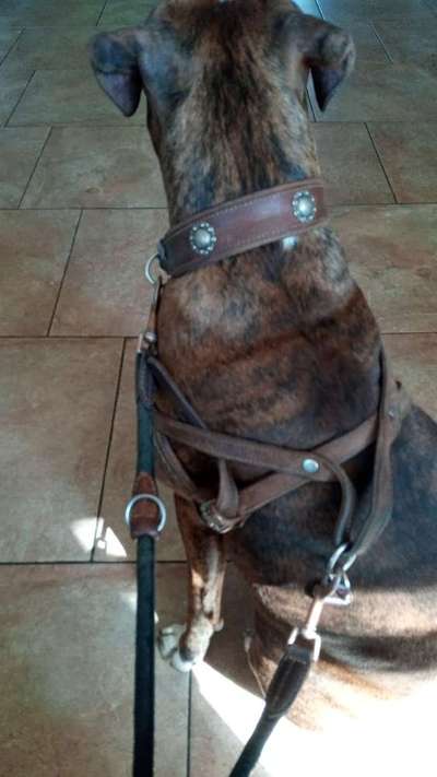 Geschirr, Halsband,Leine großer, starker Hund-Beitrag-Bild