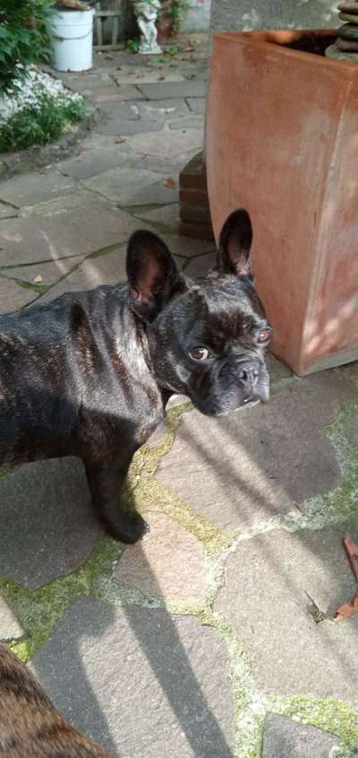 Französische Bulldoggen-Beitrag-Bild