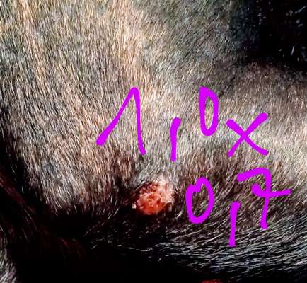 Französische Bulldoggen-Beitrag-Bild