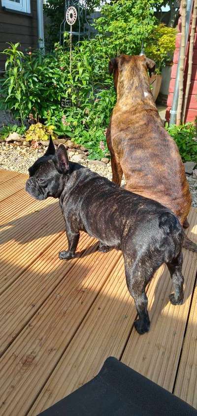 Listenhunde-Beitrag-Bild