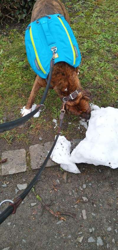 Gewichtsweste / Rucksack für Hunde-Beitrag-Bild