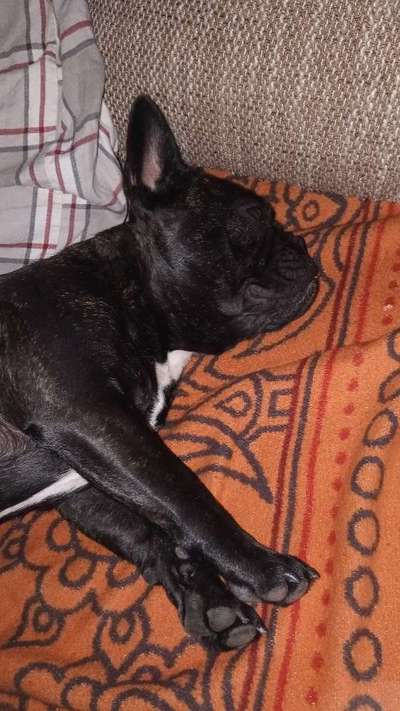 Französische Bulldoggen-Beitrag-Bild