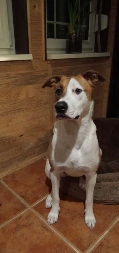 Malinois-Beitrag-Bild