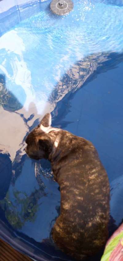 Französische Bulldoggen-Beitrag-Bild