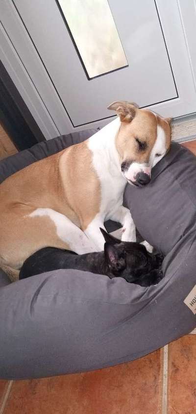 Brachycephale Hunderassen-Beitrag-Bild