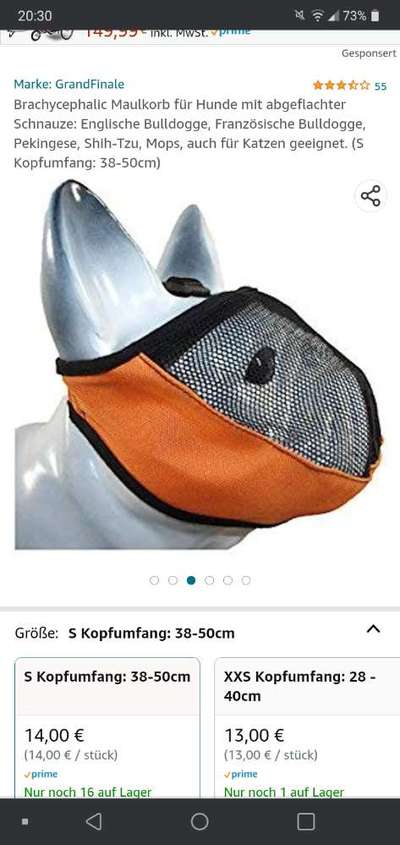 Französische Bulldoggen-Beitrag-Bild