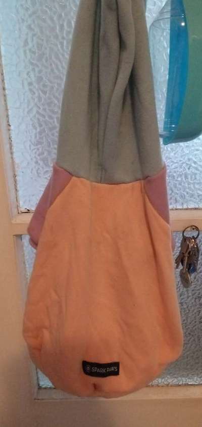 Französische Bulldoggen-Beitrag-Bild