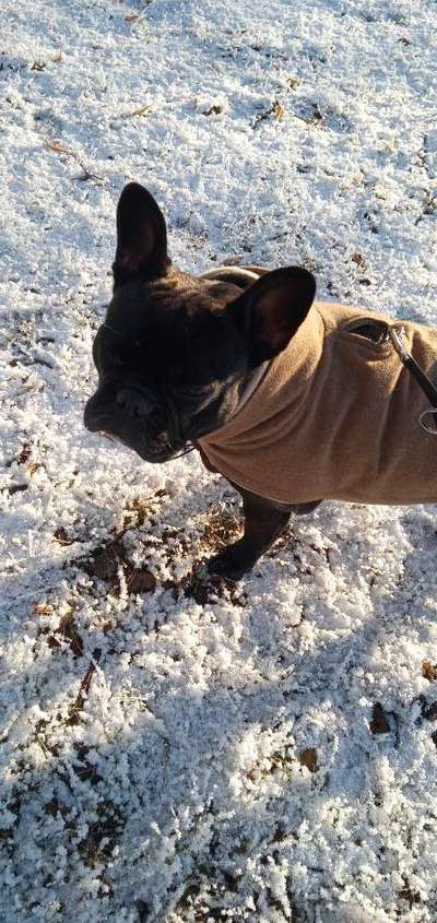 Französische Bulldoggen-Beitrag-Bild