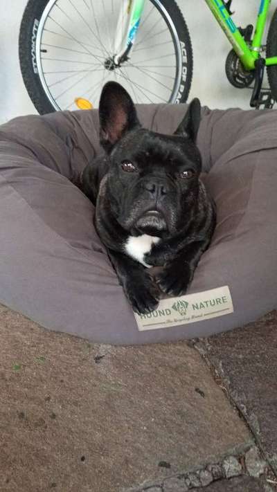 Französische Bulldoggen-Beitrag-Bild