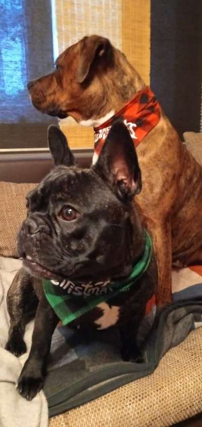 Französische Bulldoggen-Beitrag-Bild