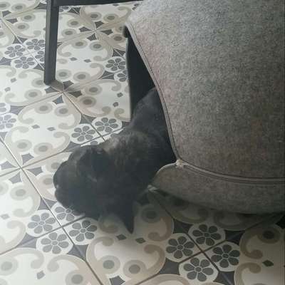 Hundehöhle Kudde oder Ähnliches?-Beitrag-Bild