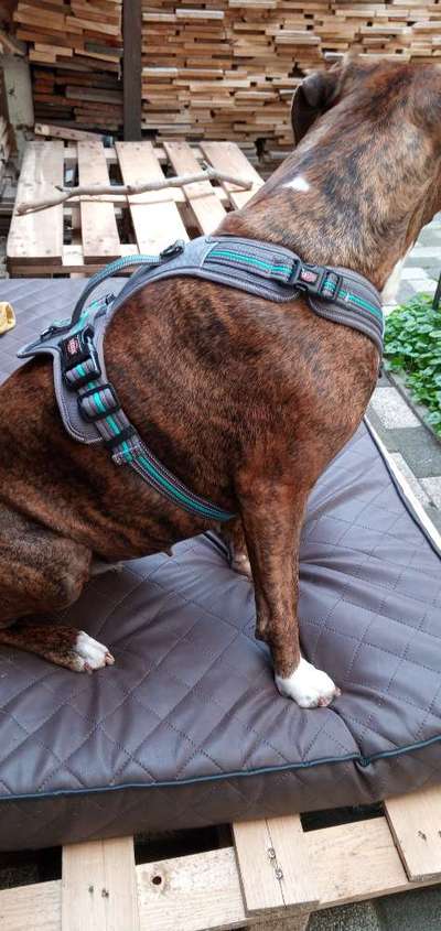 Wie sitzt mein Geschirr?-Beitrag-Bild