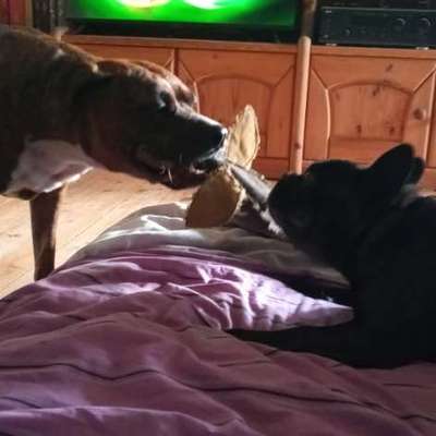 Spielen mit dem Hund-Beitrag-Bild