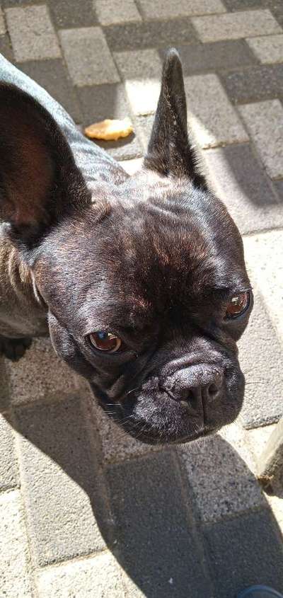 Französische Bulldoggen-Beitrag-Bild