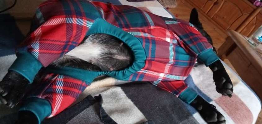 Französische Bulldoggen-Beitrag-Bild