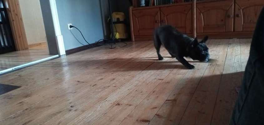 Spielaufforderung und Rassenunterschiede-Beitrag-Bild