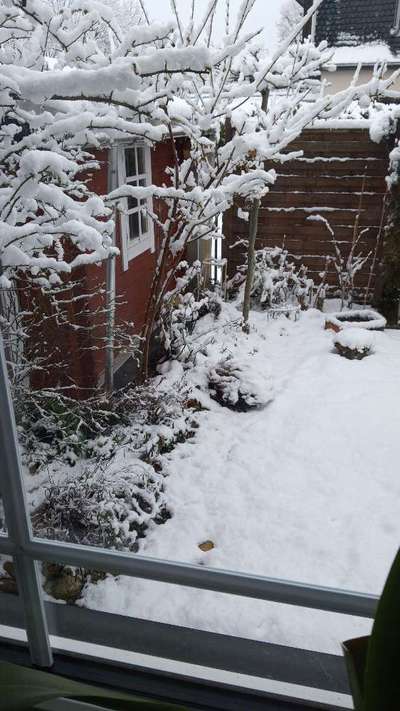 Französische Bulldoggen-Beitrag-Bild