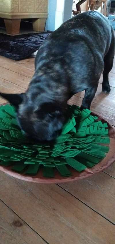 Französische Bulldoggen-Beitrag-Bild