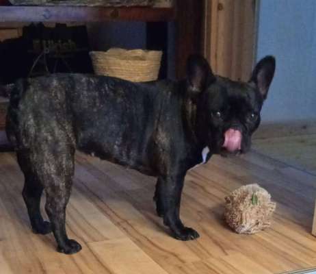 Französische Bulldoggen-Beitrag-Bild