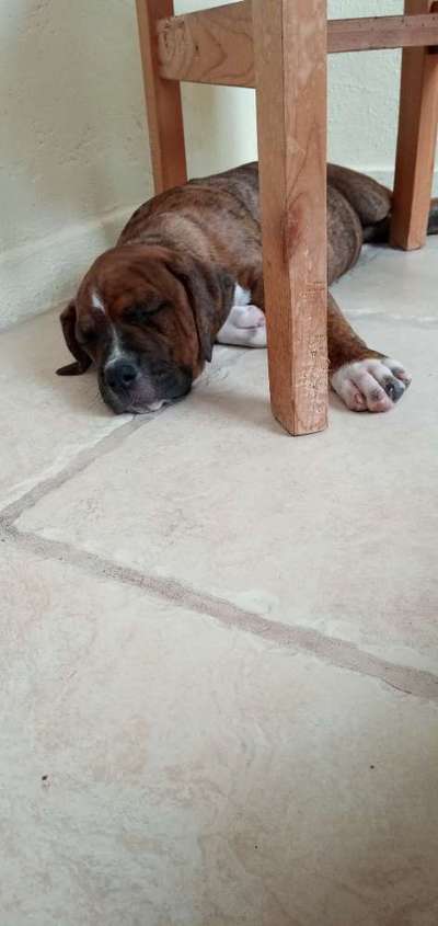 Wie groß waren eure welpen ?-Beitrag-Bild