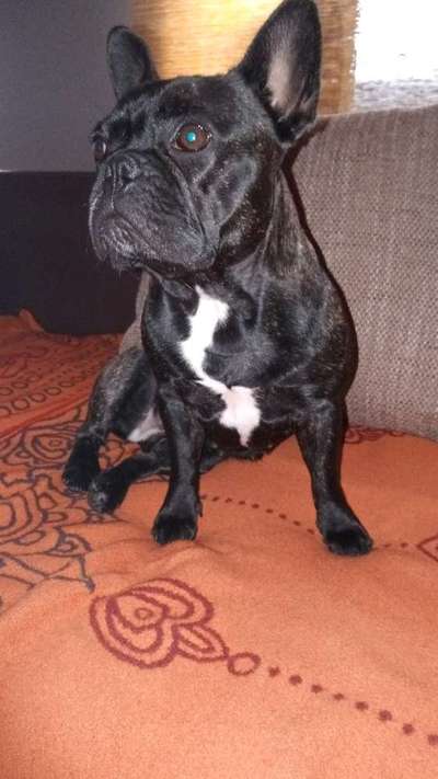 Französische Bulldoggen-Beitrag-Bild