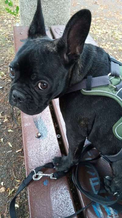 Französische Bulldoggen-Beitrag-Bild