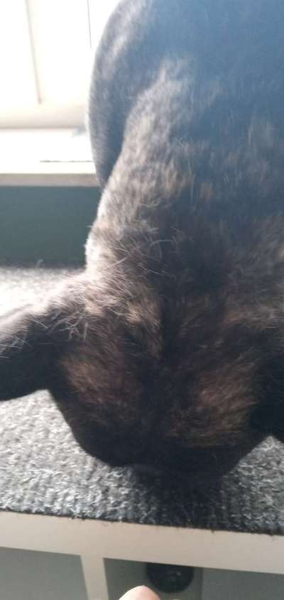 Französische Bulldoggen-Beitrag-Bild