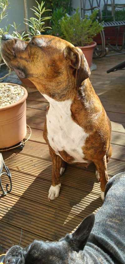 Rhodesian Ridgeback-Beitrag-Bild