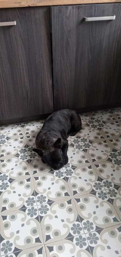 Französische Bulldoggen-Beitrag-Bild