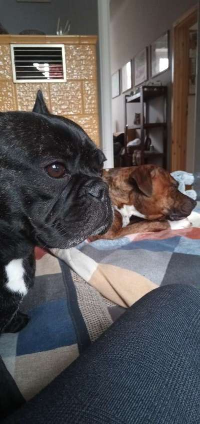 Französische Bulldoggen-Beitrag-Bild