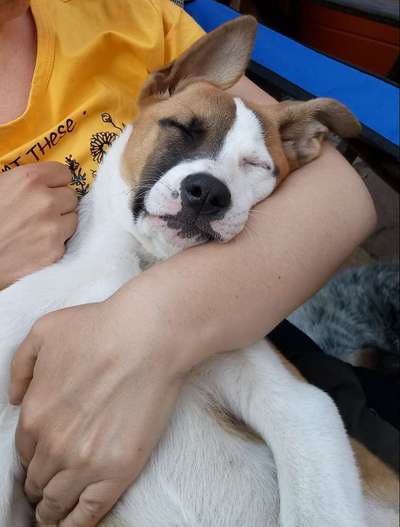 21. Collage Challenge 
Du und dein Hund-Beitrag-Bild