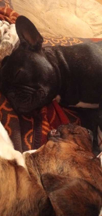 Französische Bulldoggen-Beitrag-Bild