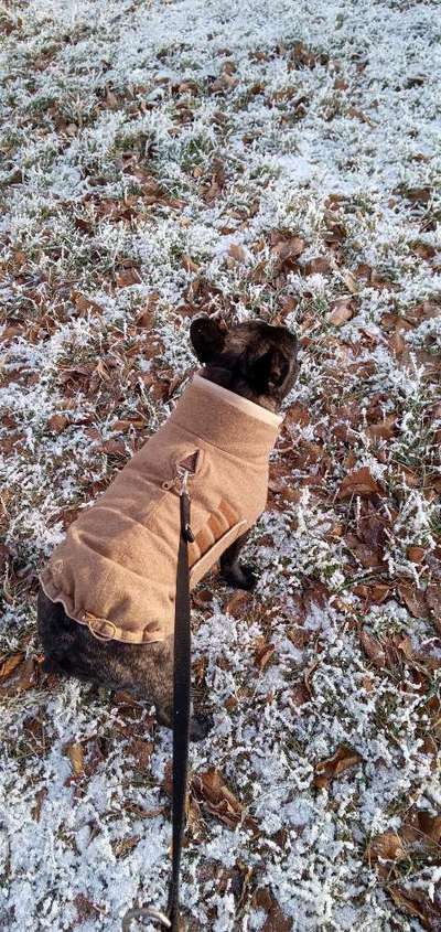 Französische Bulldoggen-Beitrag-Bild