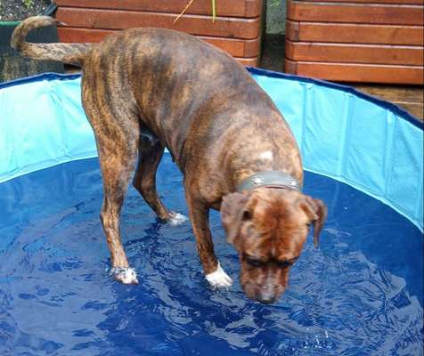 Rhodesian Ridgeback-Beitrag-Bild